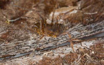 Media type: image; Invertebrate Zoology 138109